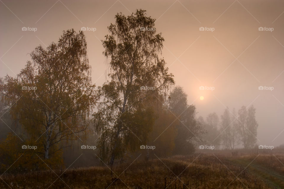 Autumn misty park at early morning 