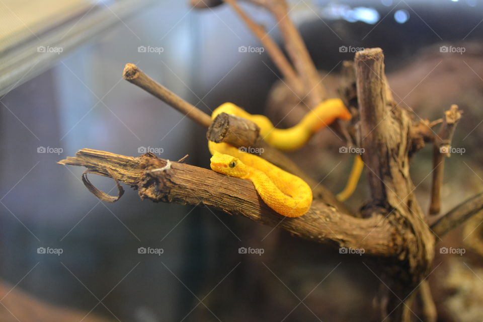 Yellow peaceful snake