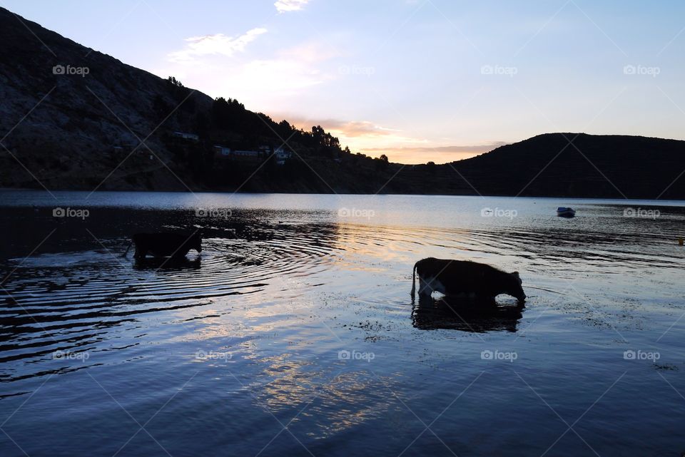 Two cows in lake