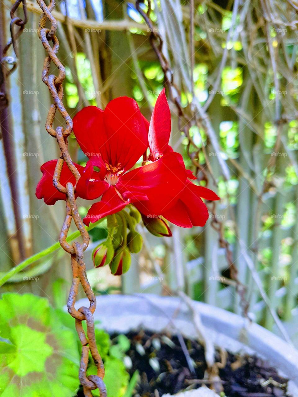 Geranium in Basket