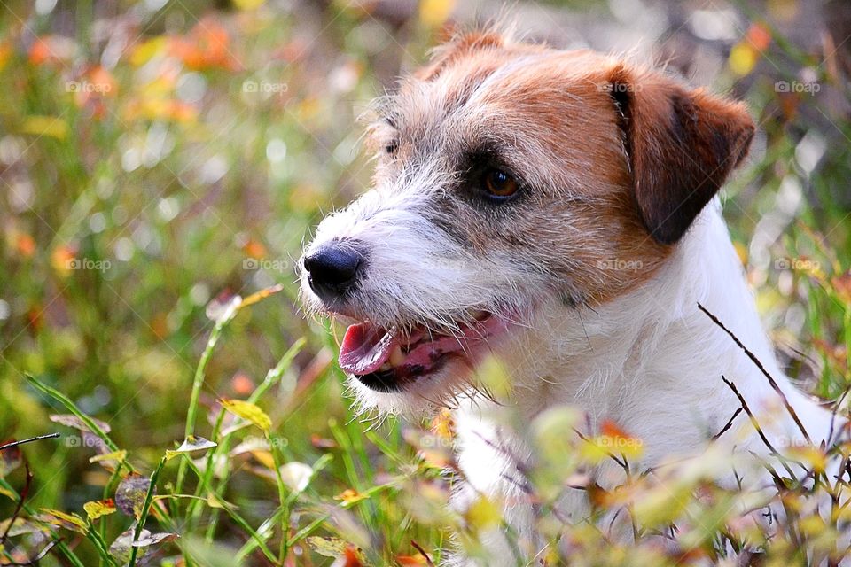 Dog in the forest