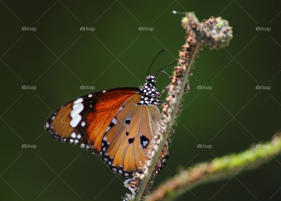 Tiger's plain, or just common for calling african monarch. A name of species to this butterfly. Base colour wings of yellow - brown oranje with spotting white to the side of and head abdomen up . Completed of two wings ; fore and hindwings.