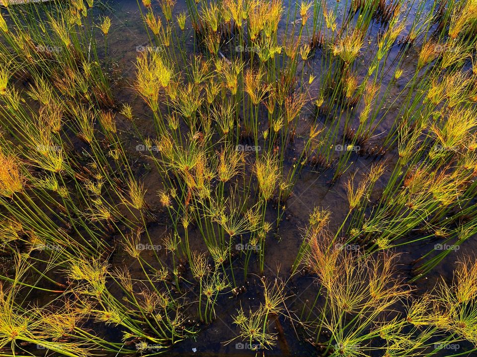 Shades of green (water plant)