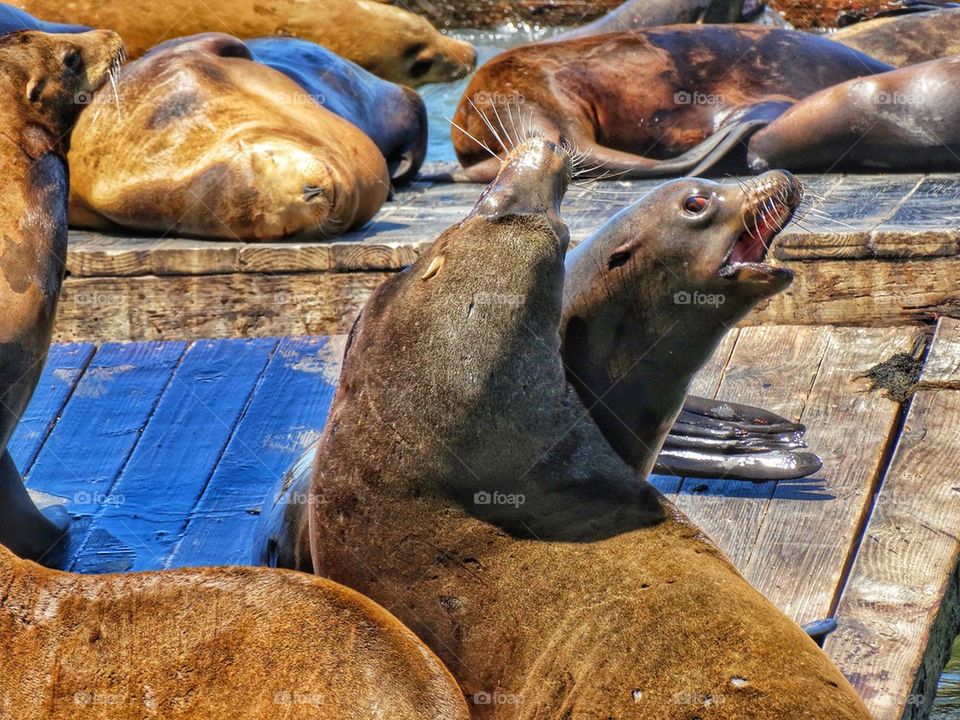 California sea lions basking in sunlight