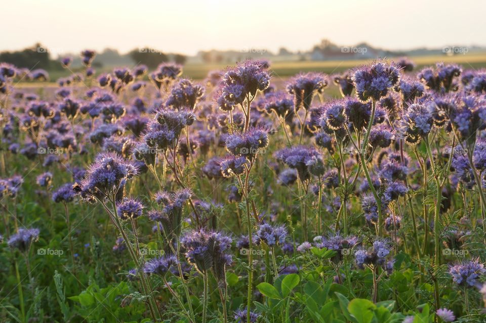 Purple field