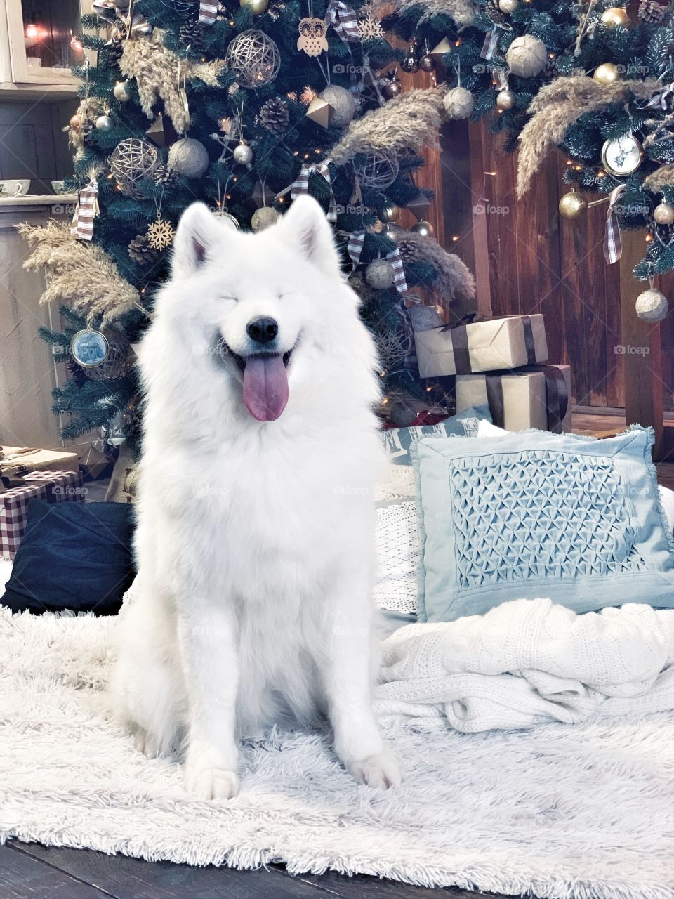 Samoyed is the most winter and Christmas breed. Always smiling and remind you about happy holidays. White and warm, and always cute