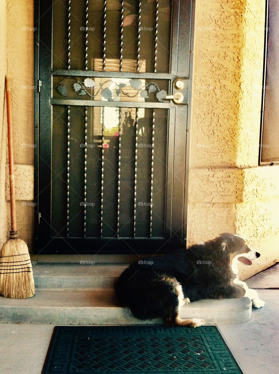 Dog lounging on the desert porch