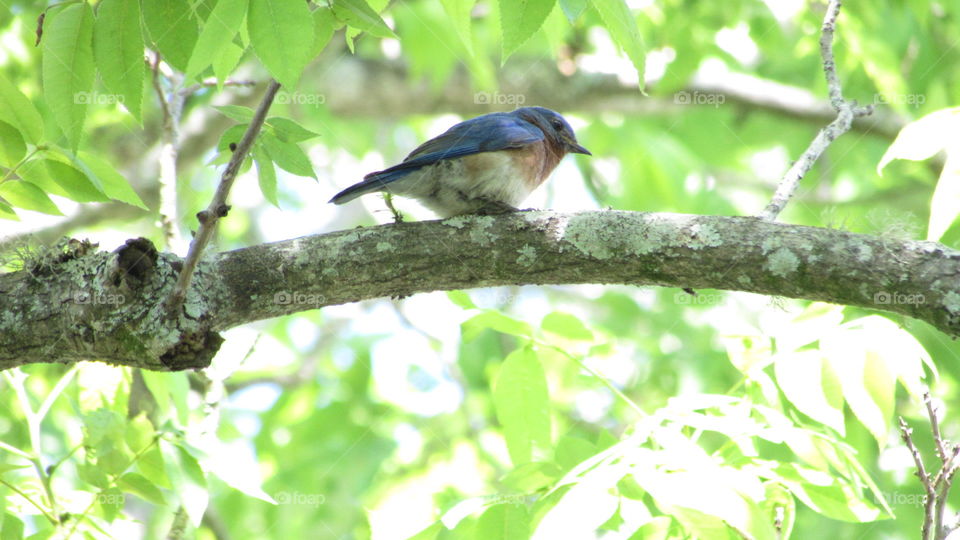 Blue bird in a tree