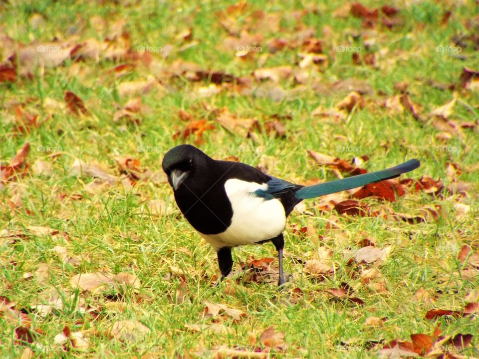 A Magpie
