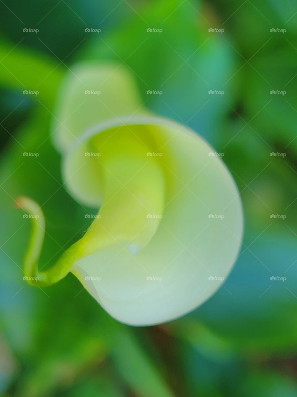 White Calla Lily Blooming with Green Backround