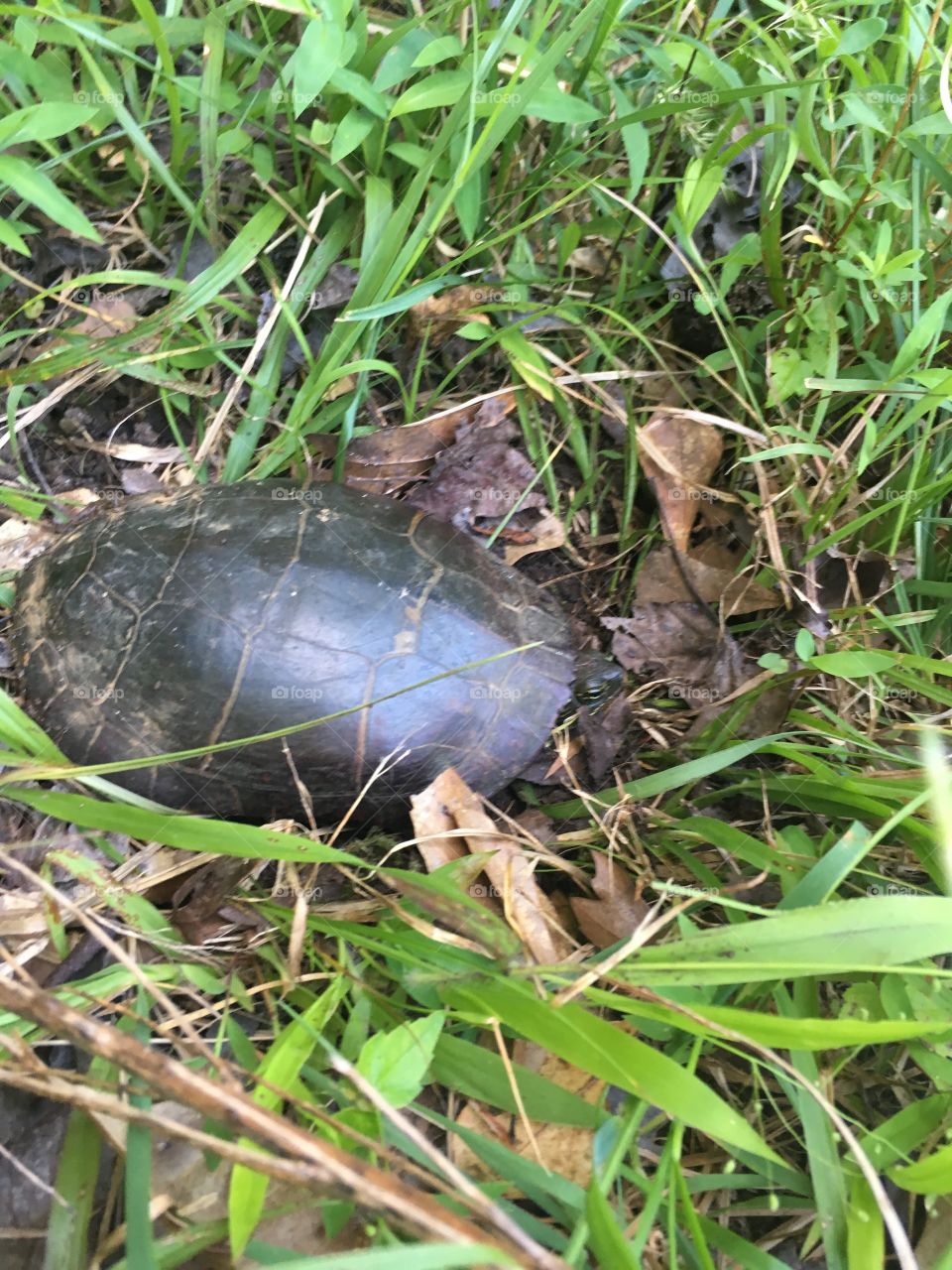 View of the turtle in its natural habitat 