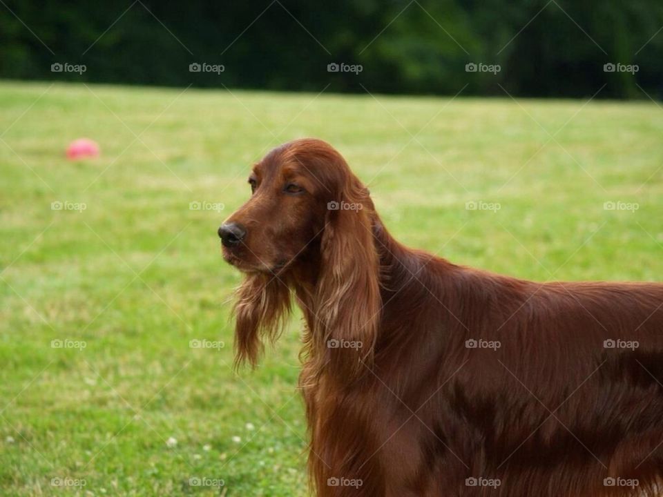 Irish setter