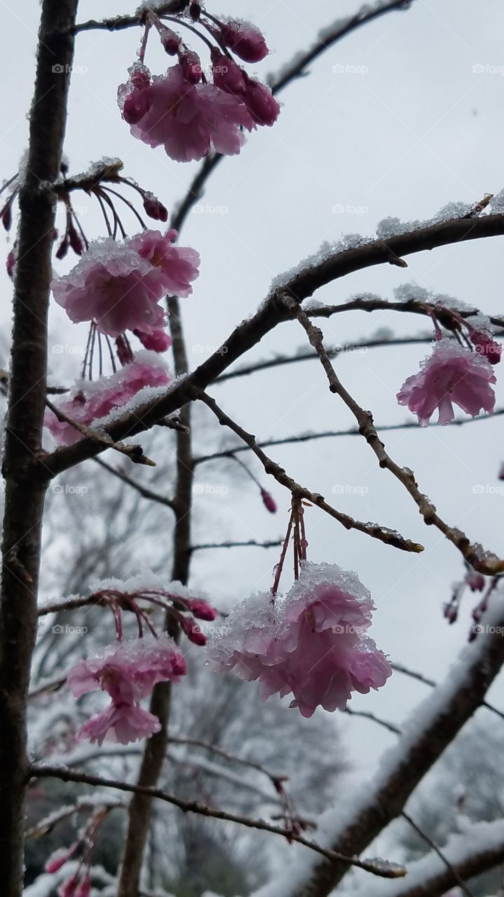 snow on a blooming weeping cherry tree, first day of spring