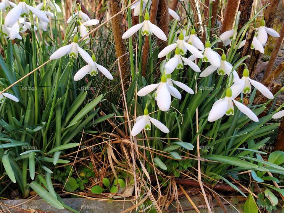 The first white snowdrops of the year looking through the earth
