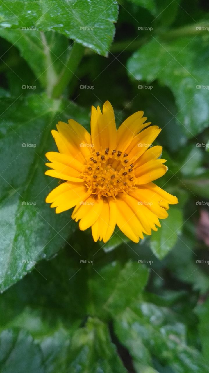 Yellow colour flower always very nice.