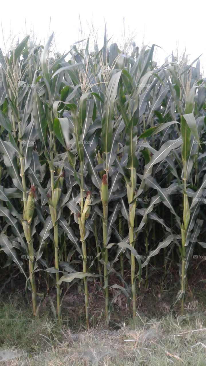 young corn in the tree