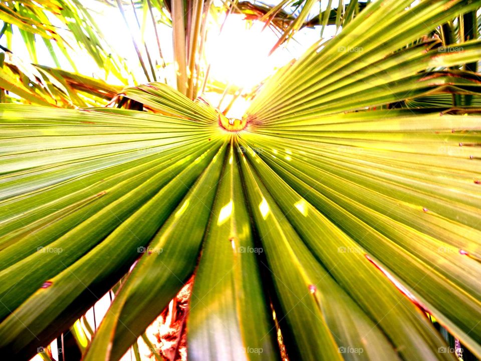 Palm tree leaf