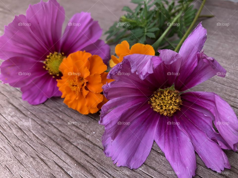 Marigold and some other