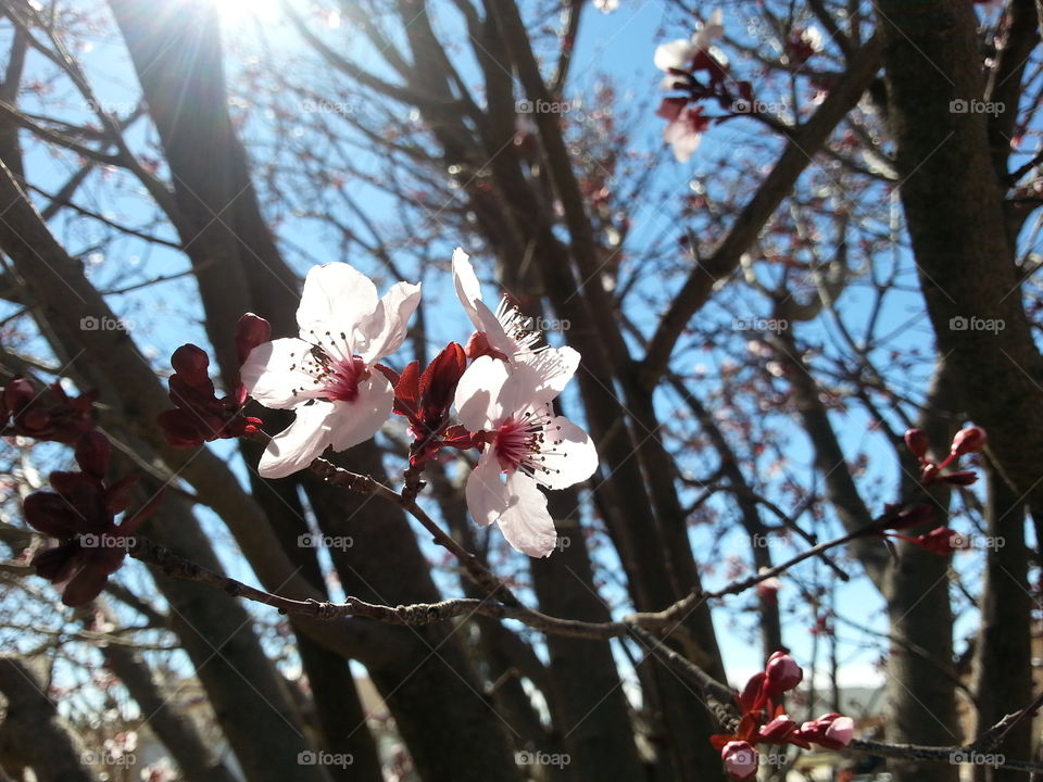 blossom flower. cherry blossom flower