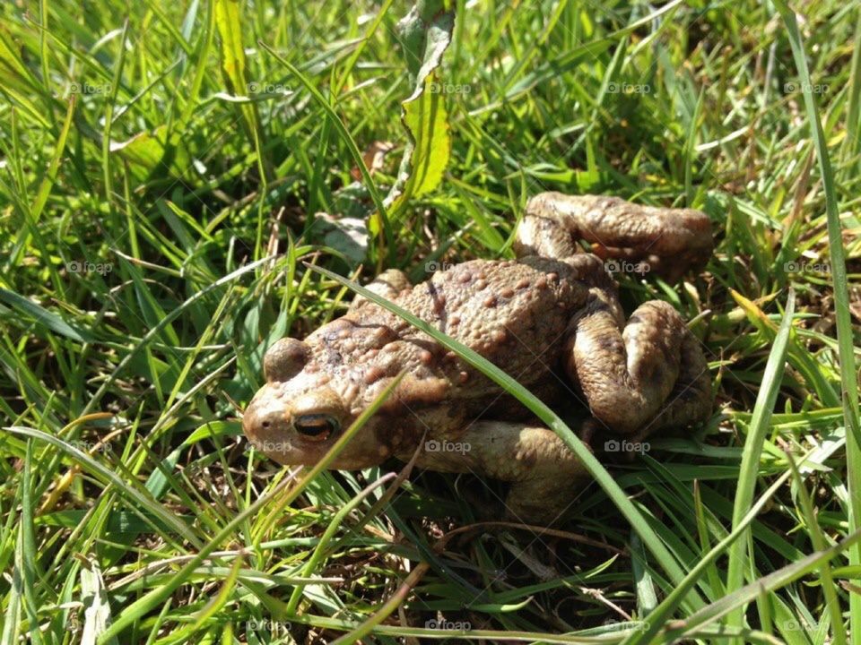 Frog sitting on the grass 