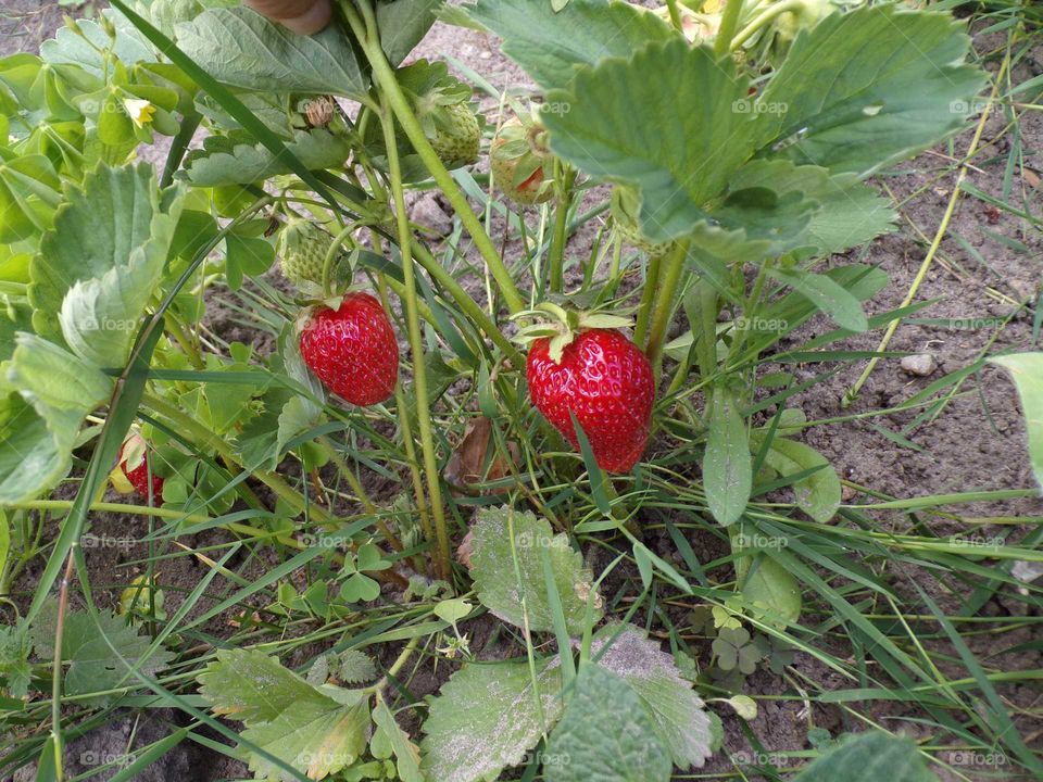 Die ersten eigenen Erdbeeren