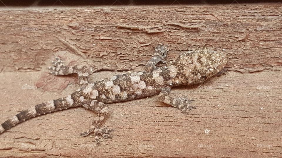 camo gecko