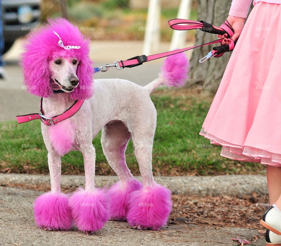 Pink poodle all ready for the sock hop