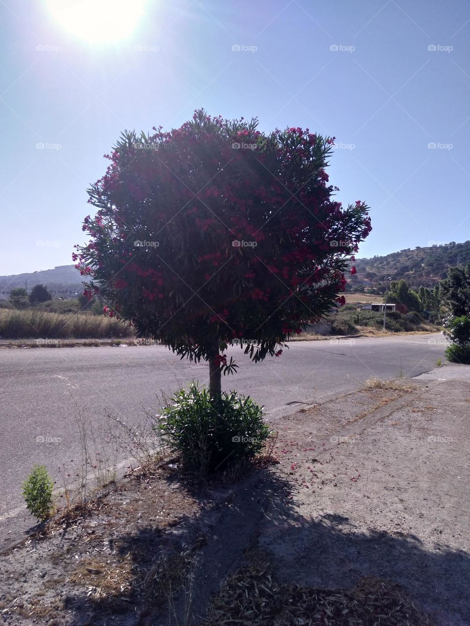 Editors' Choice - Photo of the Week