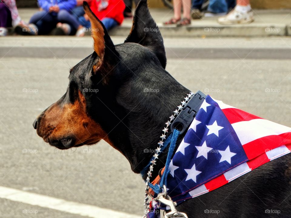 American Dog
