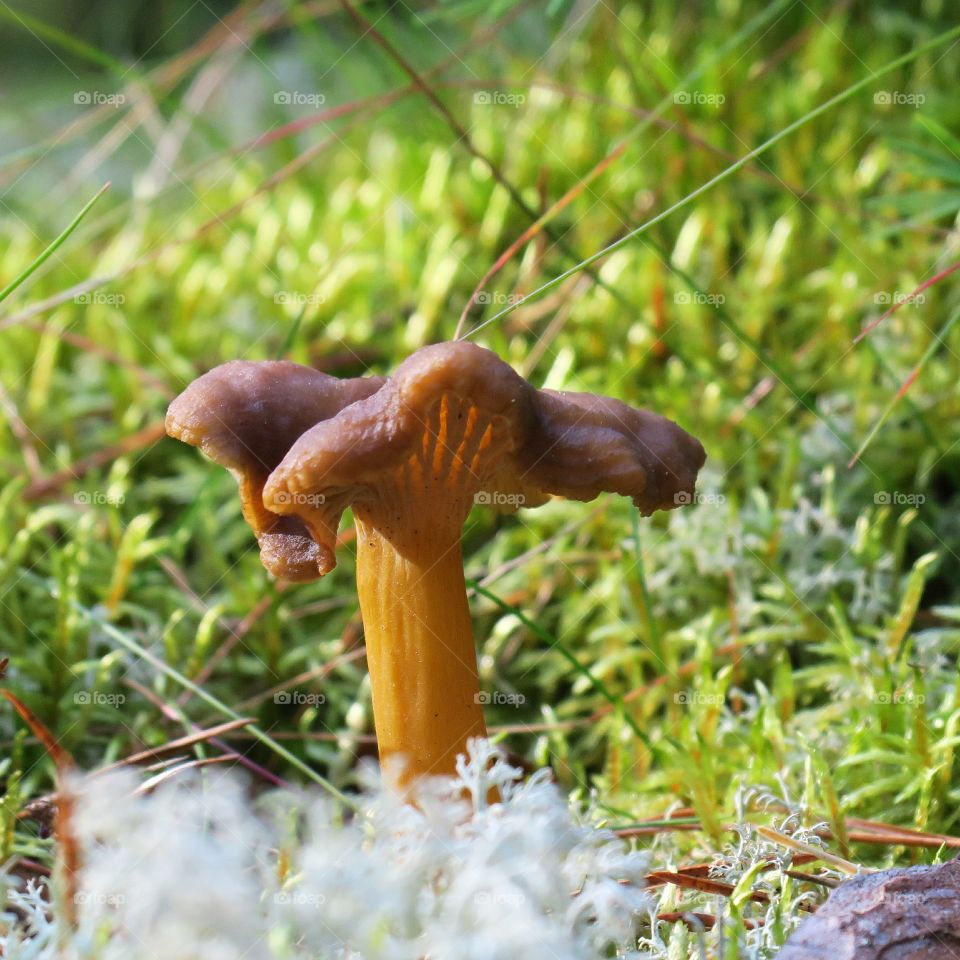 Chantarelle 