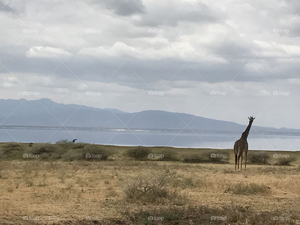 Giraffe at Lake Manyara, Tanzania 