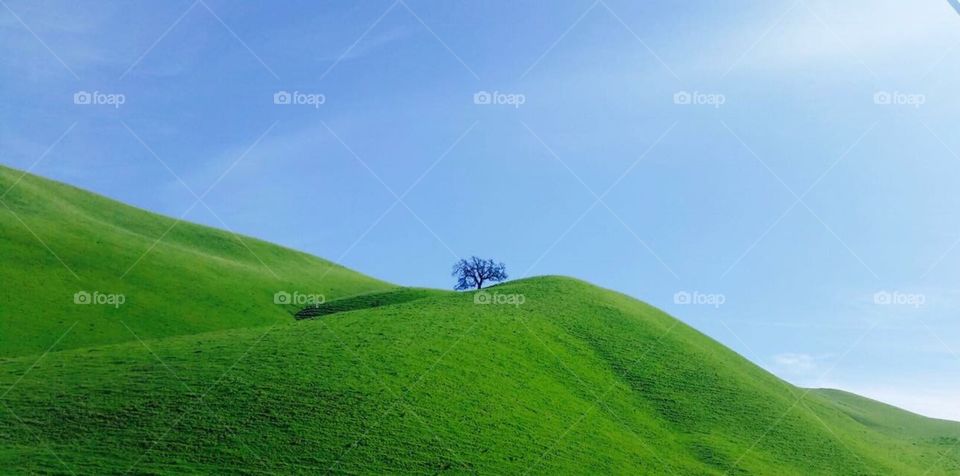 Green hillside 