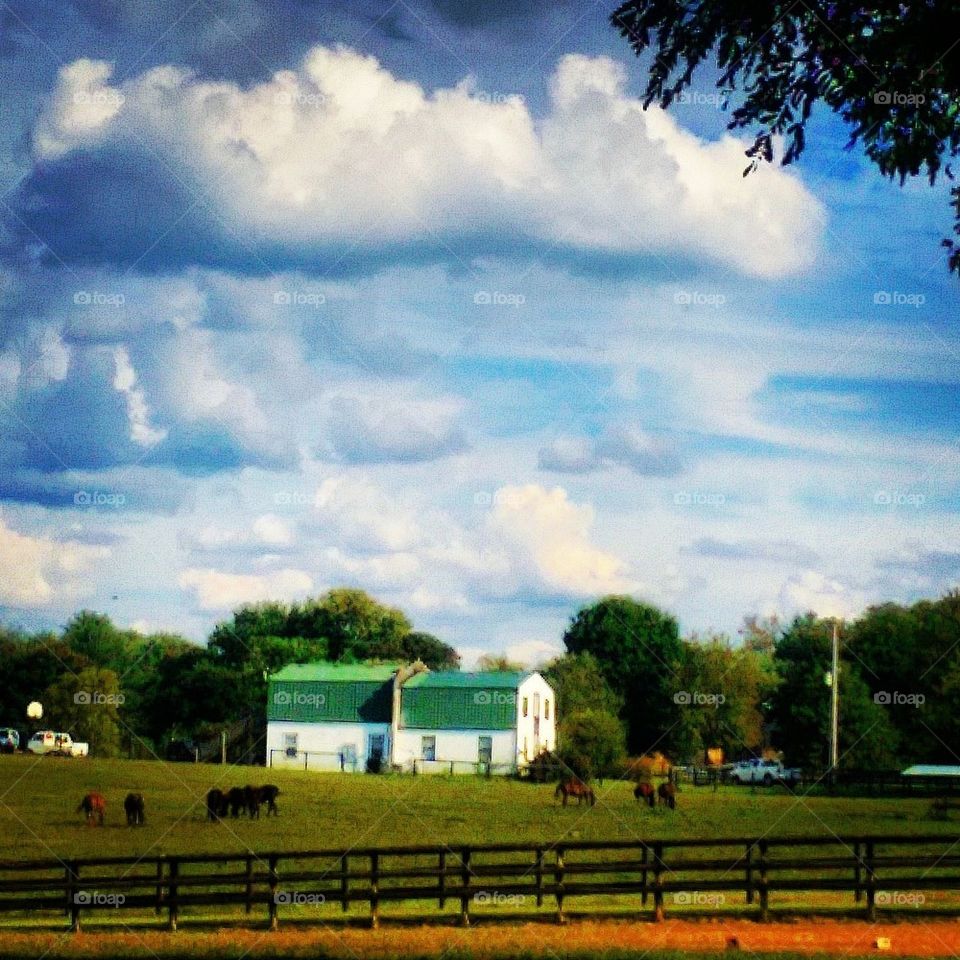 Kentucky Horse Farm 