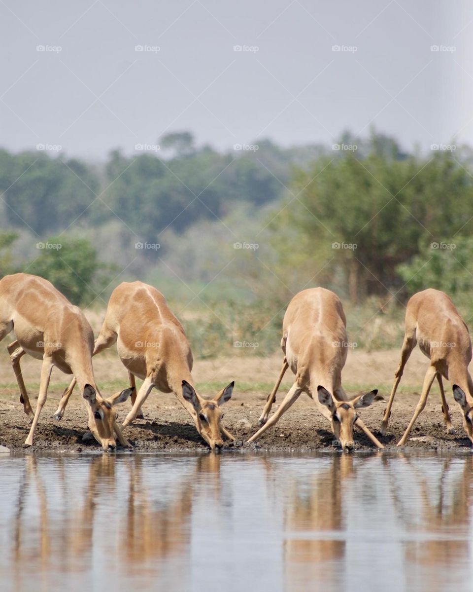 Impala drinking from the watering hole (bush goat) 