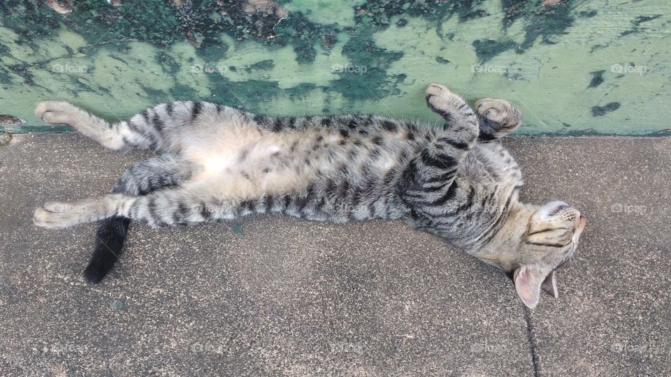 meu gatinho simba preguiçoso