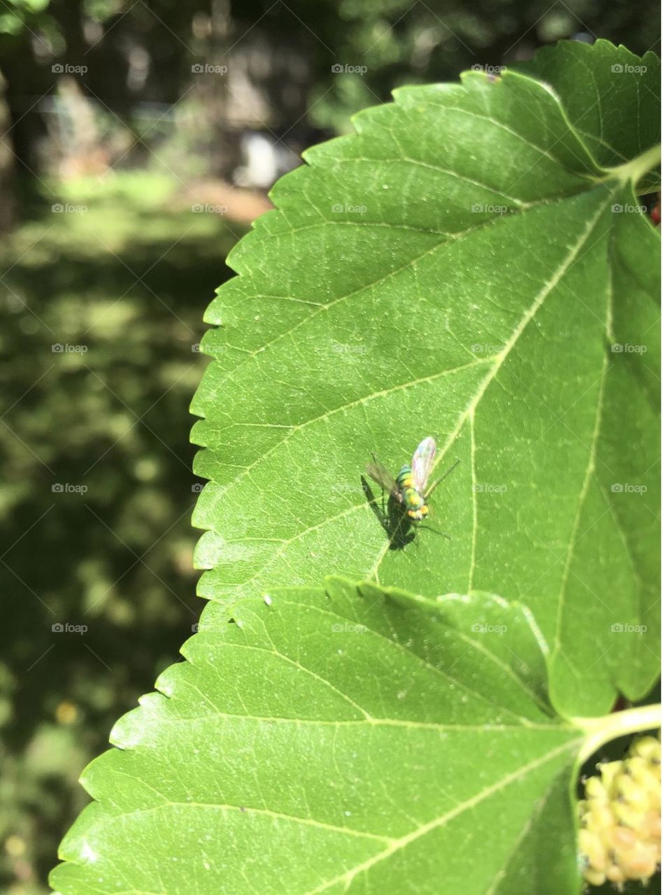 A fly on a leaf 