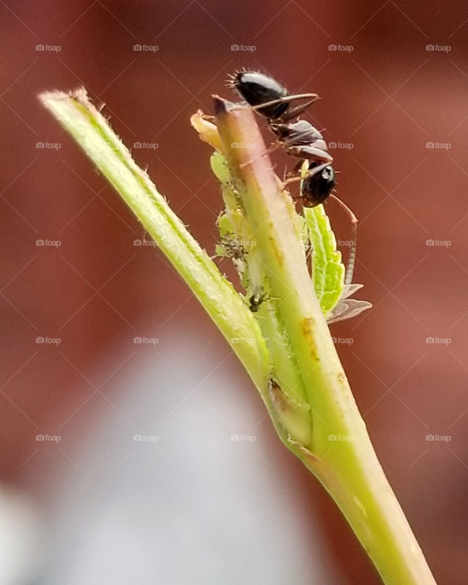 Ant on a branch