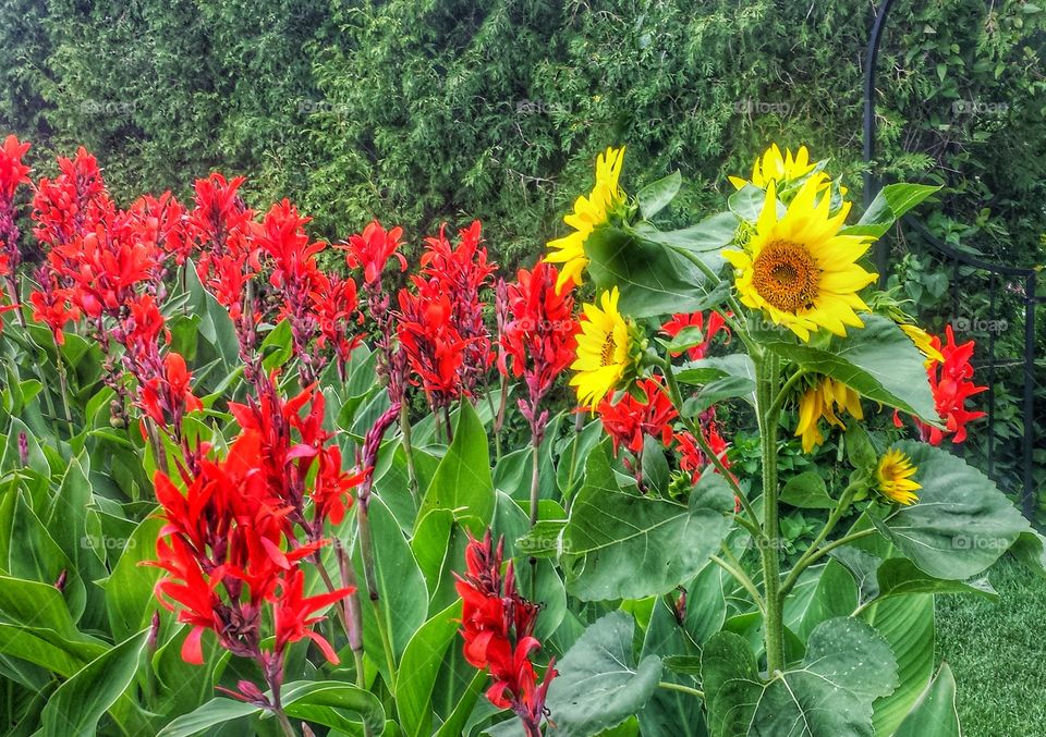 Red and Yellow Flowers