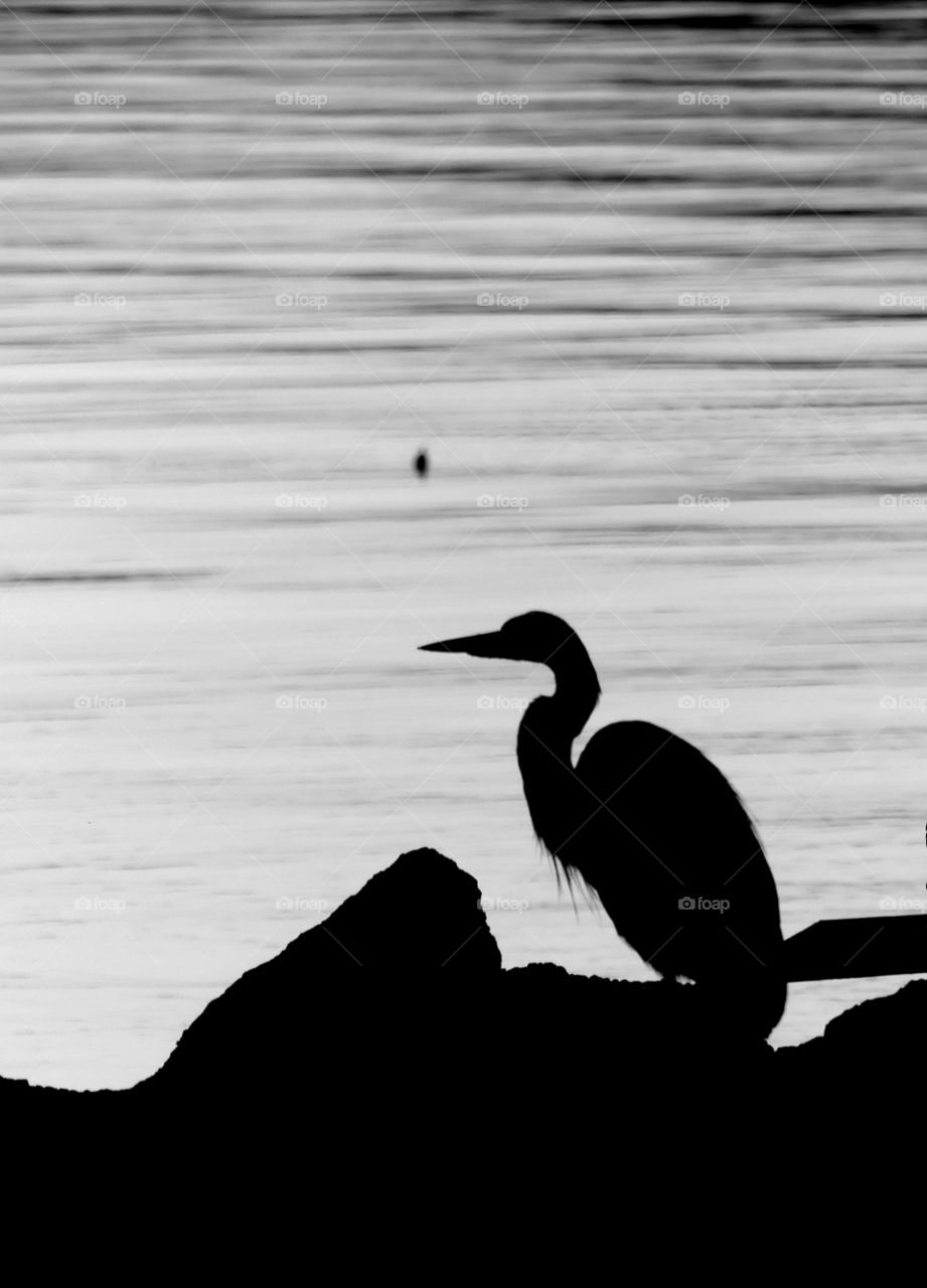 Black and white Silhouette - The Great Blue Heron is the king of the wading birds! They wade in the shallows and are quite adept at catching frogs, crayfish and small fish!