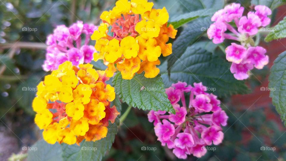Small colorful flowers