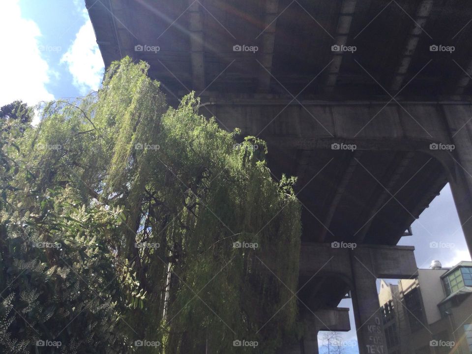 Willow Tree Under the Bridge
