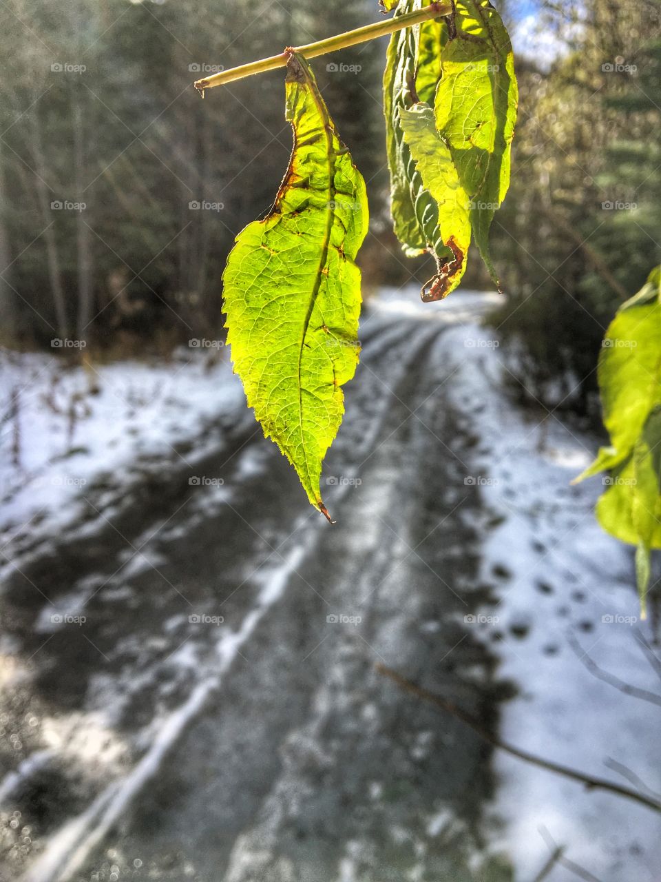 A little bit of green in winter! 