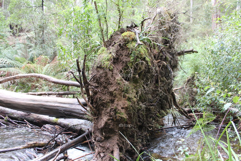 Massive tree roots