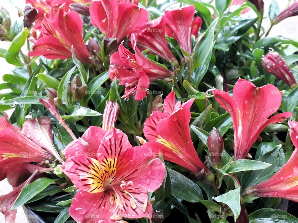 Raindrops on beautiful flowers