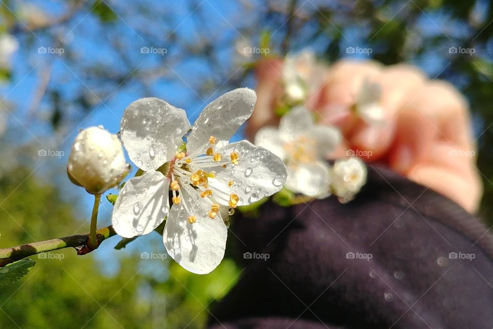 weiße blühte blühen wite
