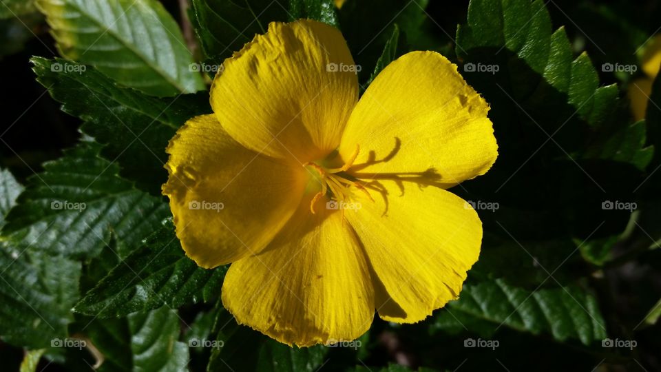  bright yellow bloom