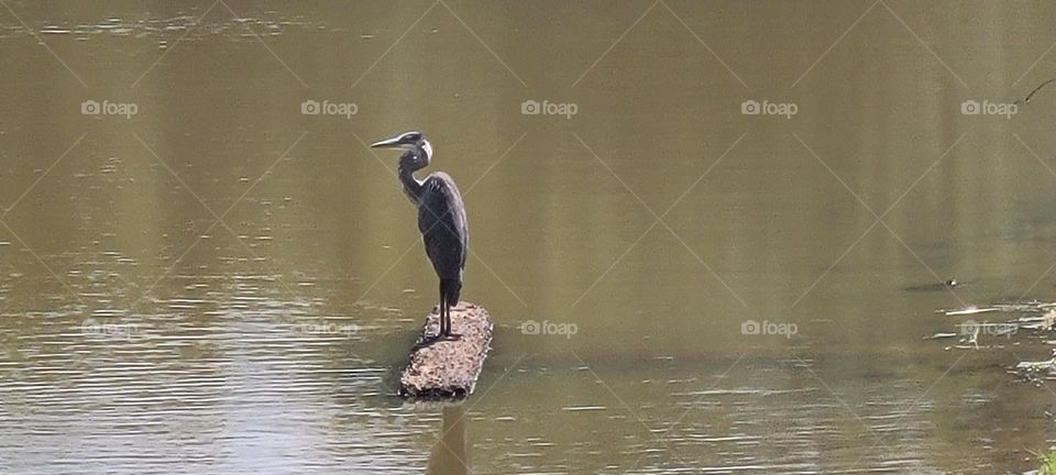 Crane perched on the water