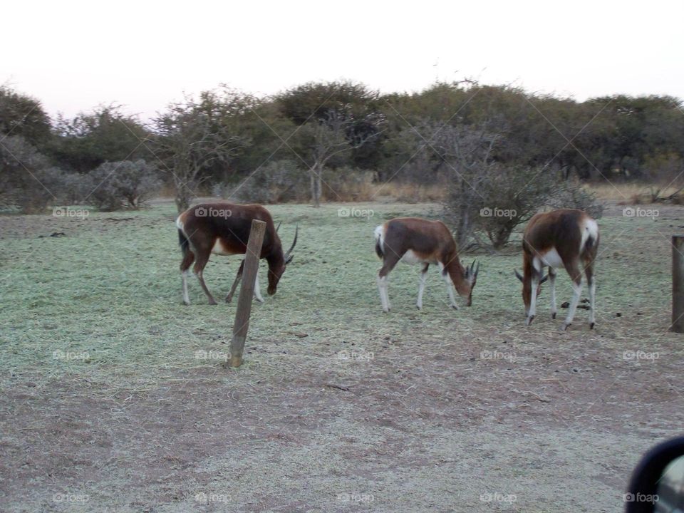 Antelope in South Africa