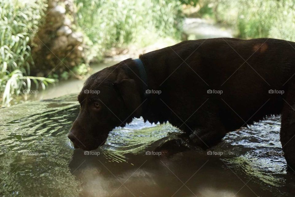 Labrador#dog#lake#nature