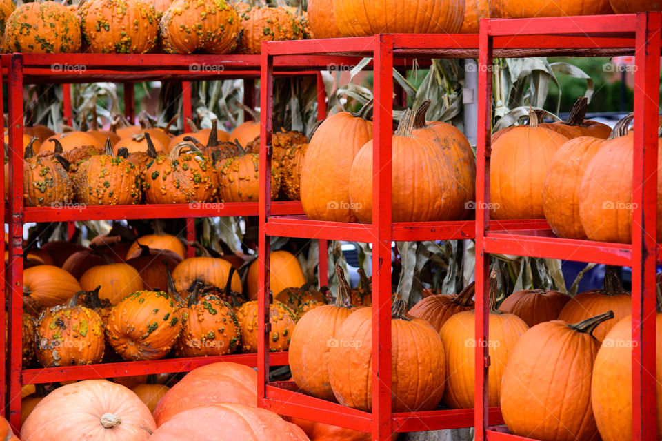 Stacks and rows of orange pumpkins traditional fall harvest for autumnal celebrations of Thanksgiving and Halloween pumpkin picking 